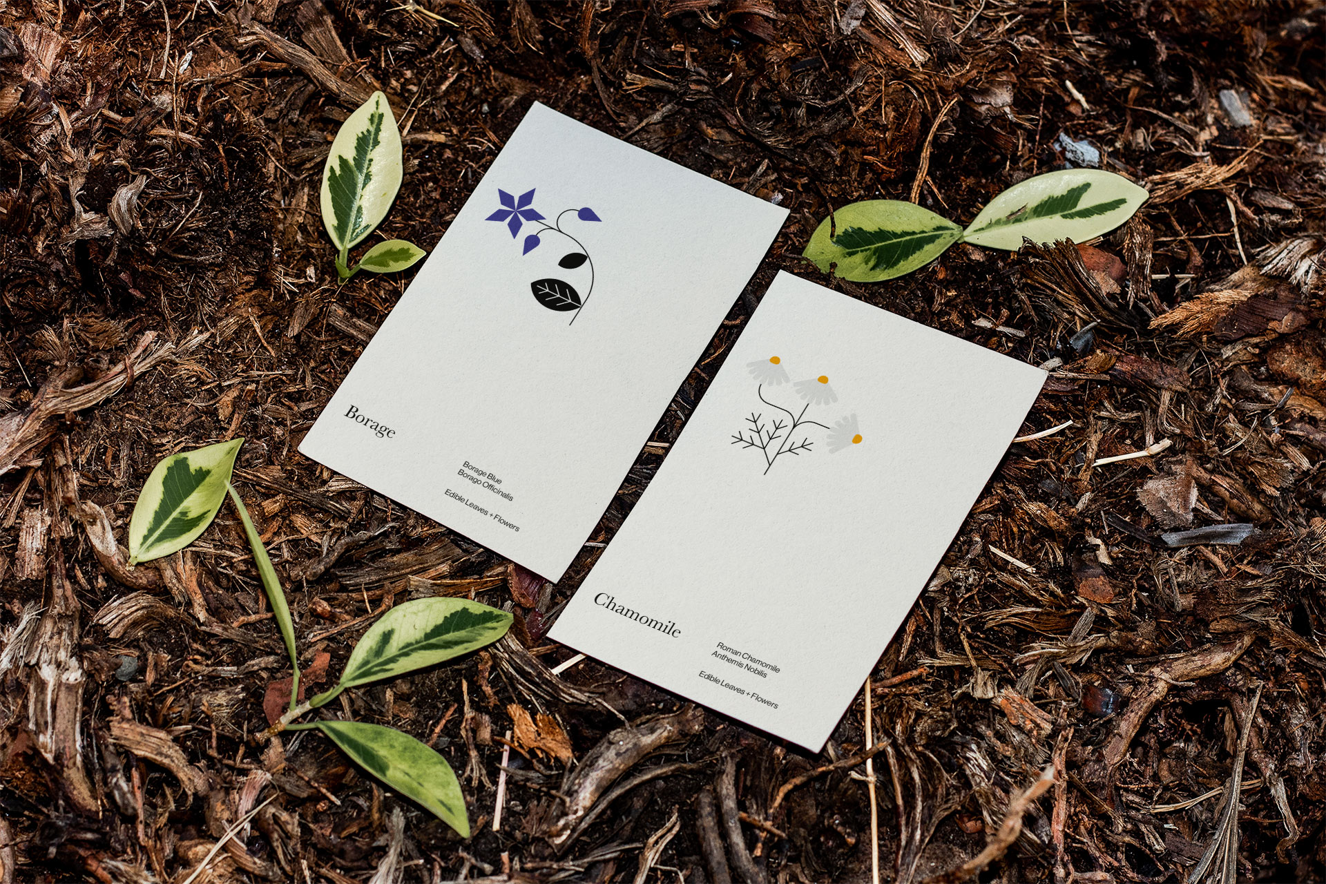 Clair_Neal_Designer_Salisbury_Planted_cities_seed_packets_2